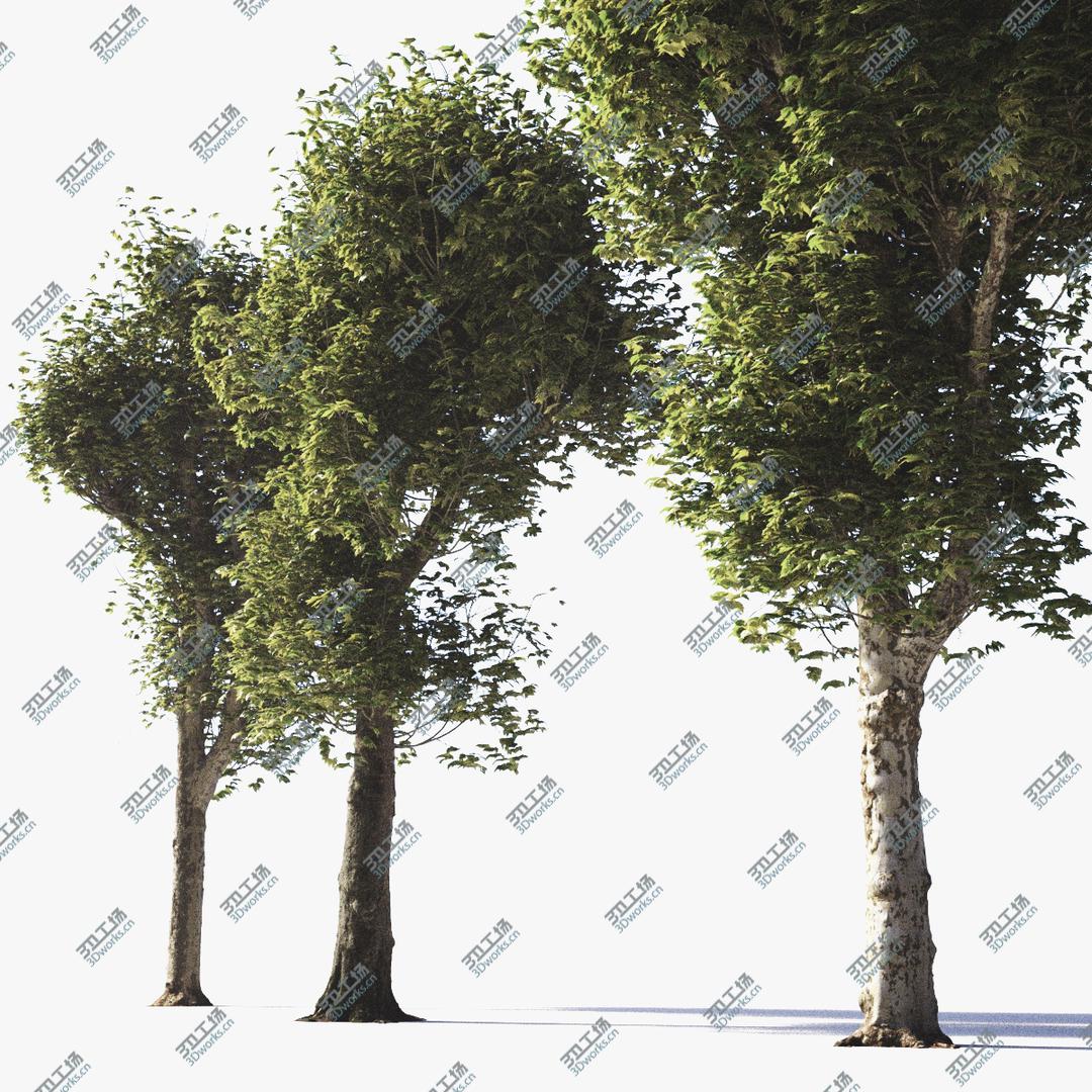 images/goods_img/202105071/3D Pollarded Plane Trees model/1.jpg